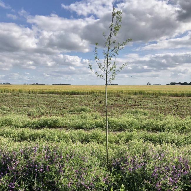 Seeding a forest, field on the farm