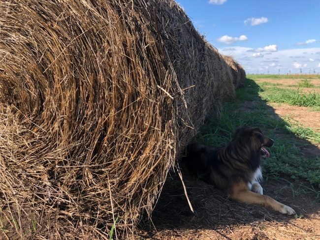 Hay harvest for the winter months argentina regen farm