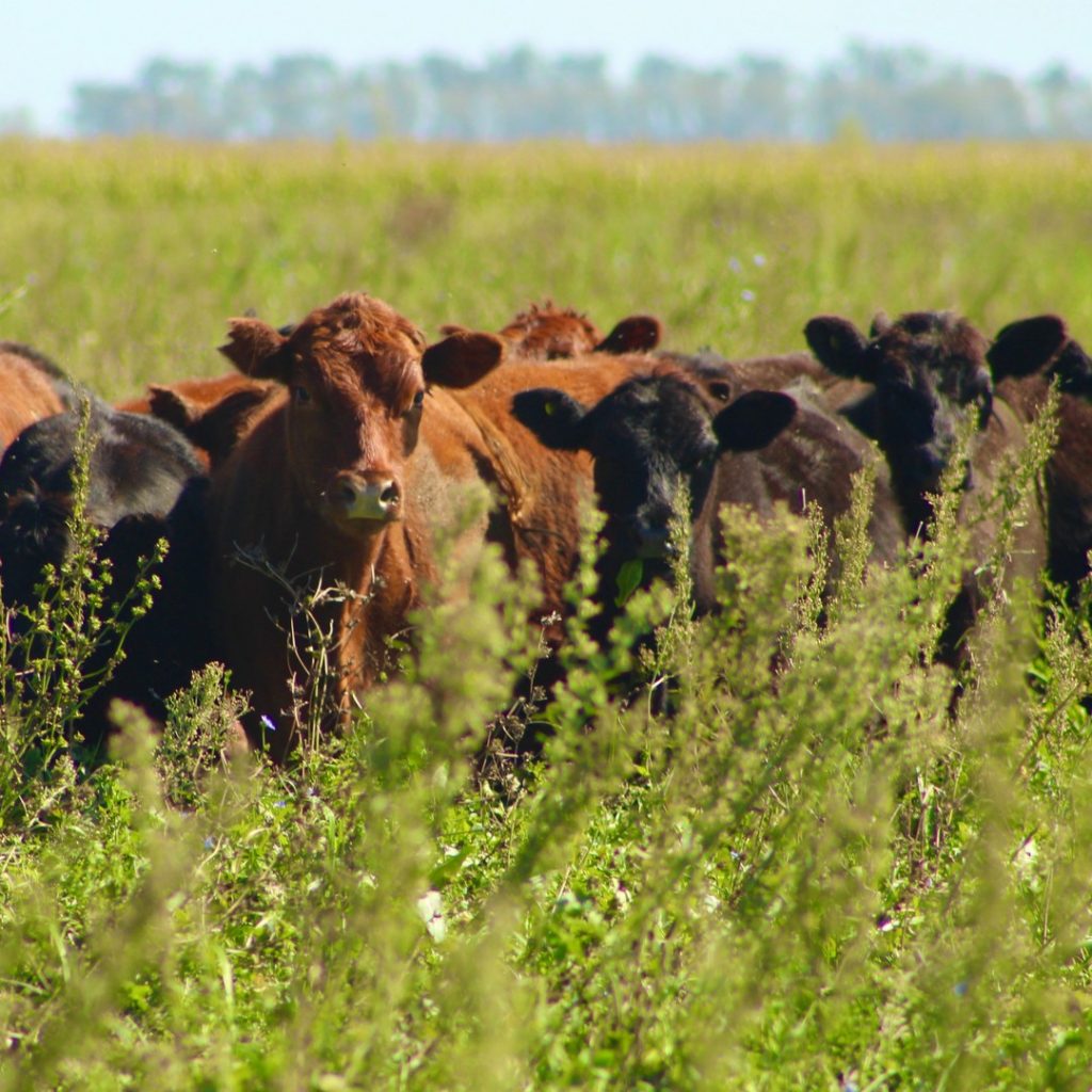 Organic Cattle in Argentina
