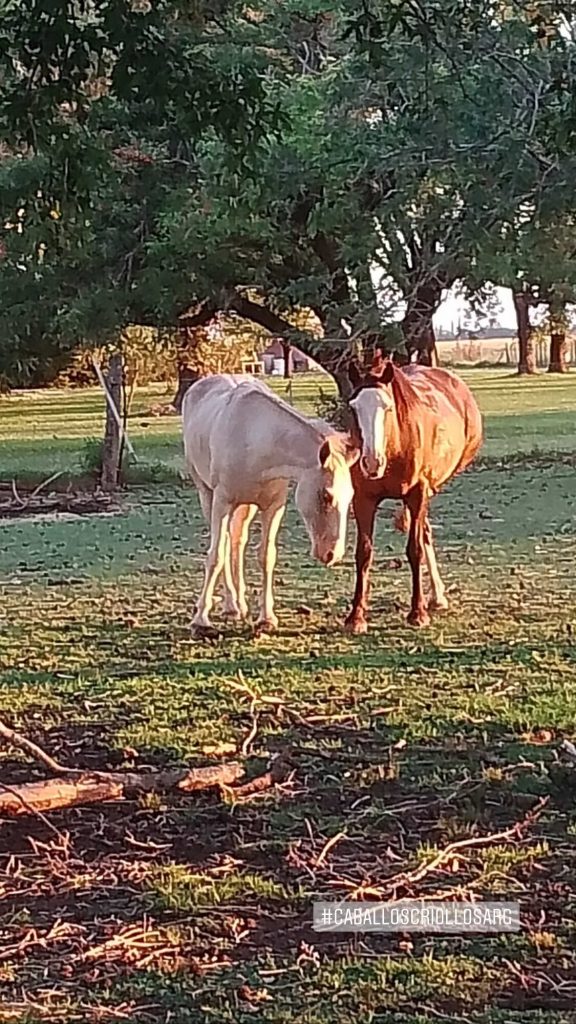 Horses at La Delia Verde Farm