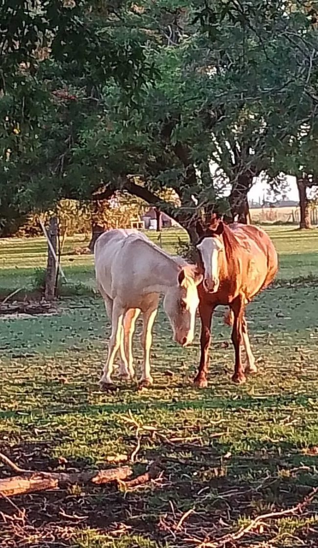 Horses at La Delia Verde Farm