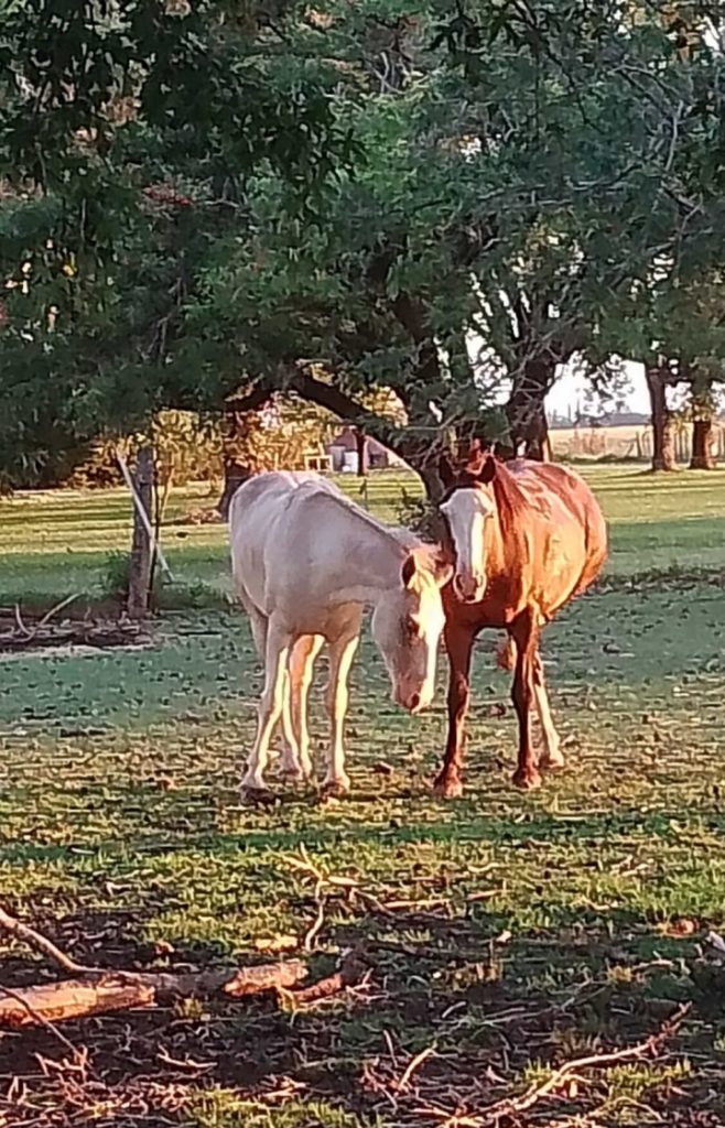 Horses at La Delia Verde Farm