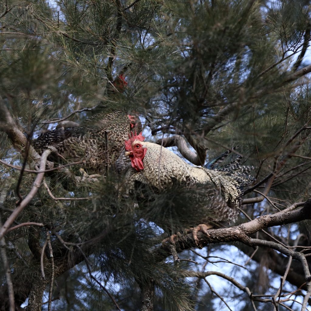 Chicken in Tree