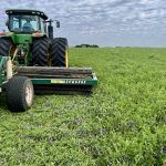 Regenerative Agriculture – Rolling Hairy Vetch for Late Corn to Be Sown Soon