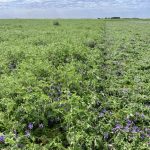 Regenerative Agriculture – Rolling Hairy Vetch for Late Corn to Be Sown Soon