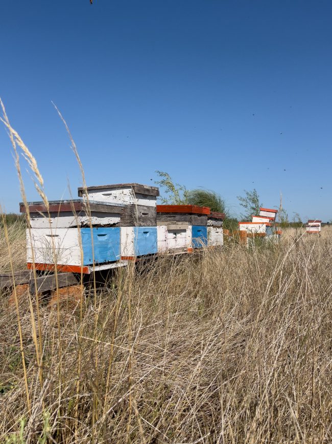 IMG_9949 We recently introduced bee hives from where we get the richest honey! Besides this – and among other benefits – they promote the growth and reproduction of our plants through the pollination process.