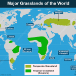 Grasslands and Carbon Sequestration: The Quiet Work Beneath Our Feet
