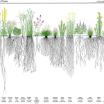 Grasslands and Carbon Sequestration: The Quiet Work Beneath Our Feet