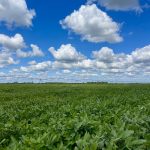 The Nutrient Density Crisis: How Regenerative Farming Restores the Food We Eat