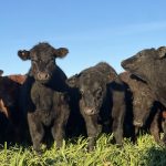Para enfrentar el cambio climático, tenemos que transformar el sistema alimentario
