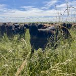 Grasslands and Carbon Sequestration: The Quiet Work Beneath Our Feet