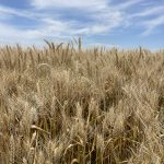 Para enfrentar el cambio climático, tenemos que transformar el sistema alimentario