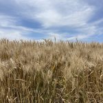 To Face Climate Change, We Must Transform the Food System