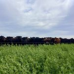 The Nutrient Density Crisis: How Regenerative Farming Restores the Food We Eat